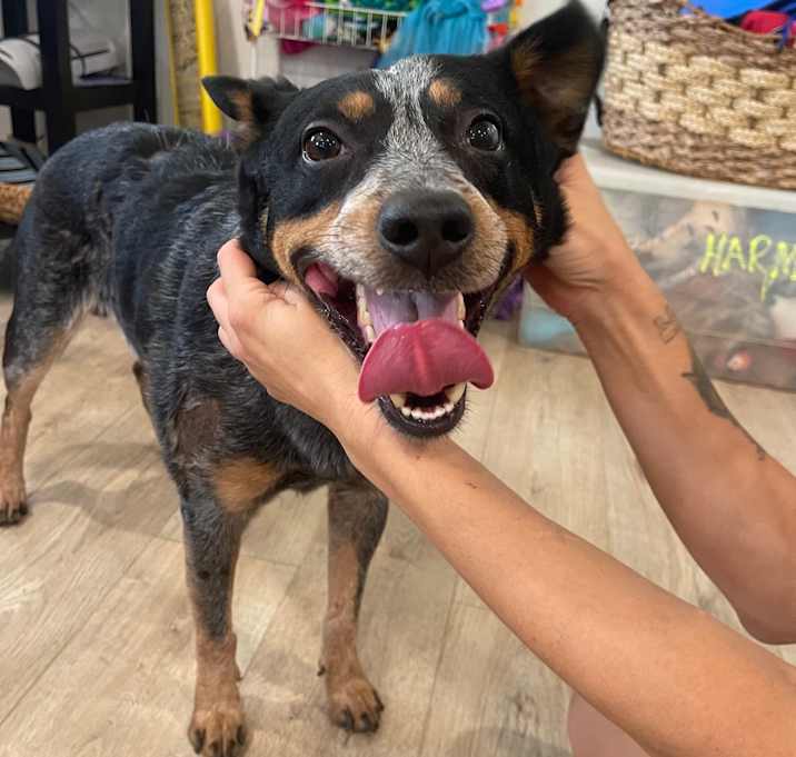Photo of BUDDY