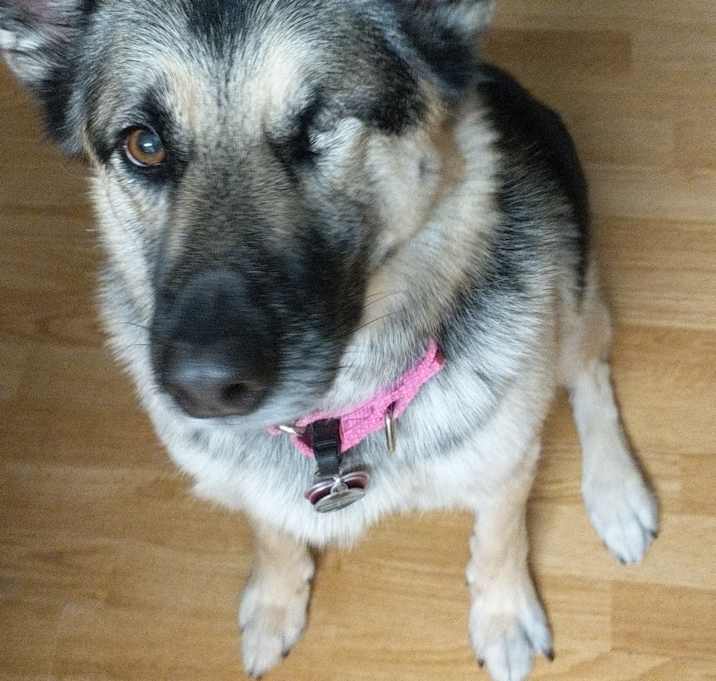 Photo of Suki