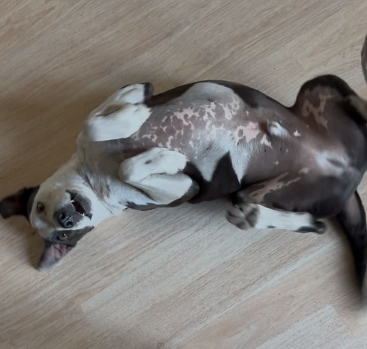 Photo of Opie
