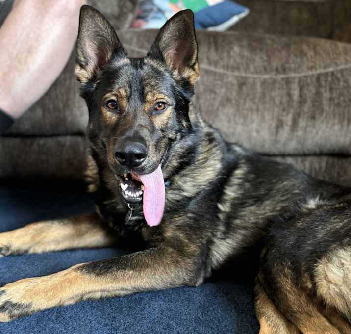 Photo of Koda