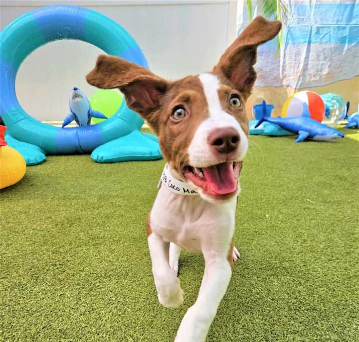 Photo of CoCo Max
