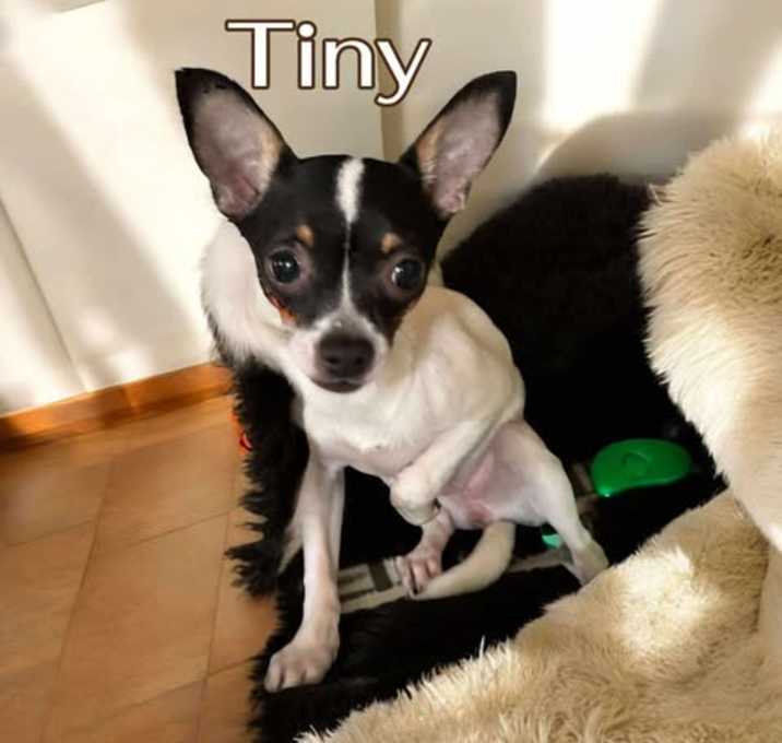 Photo of Tiny