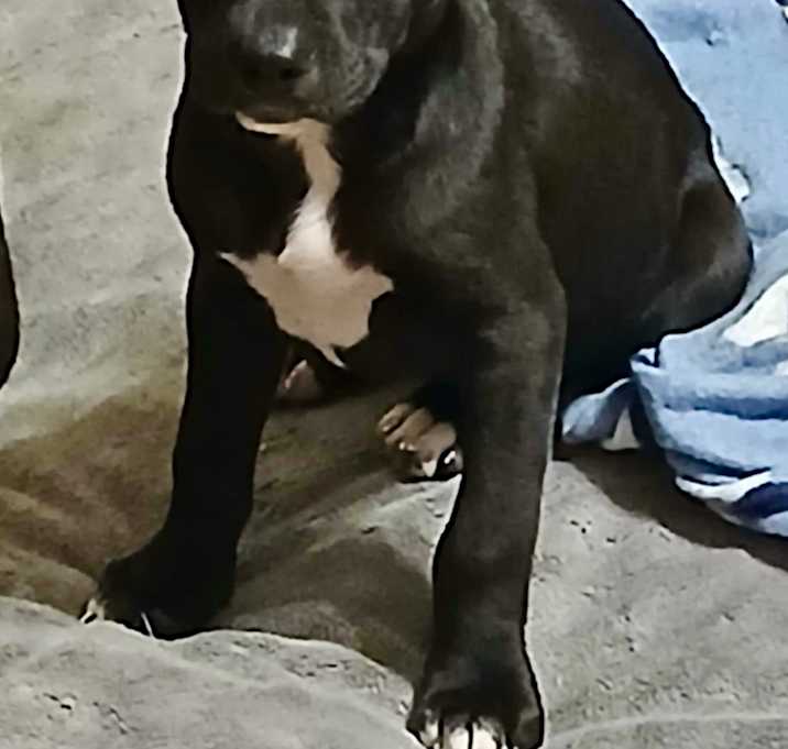 Photo of Bindi