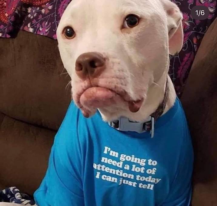 Photo of Boomer