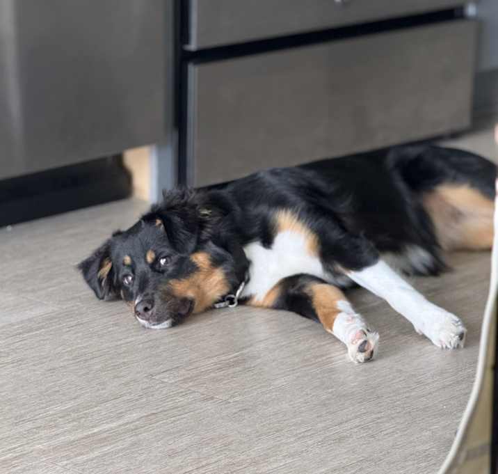 Photo of Aspen