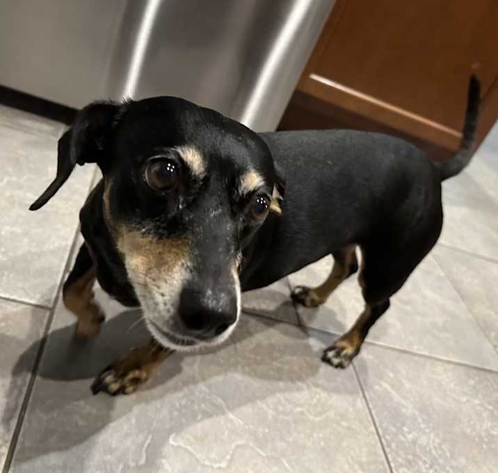 Photo of Daisy