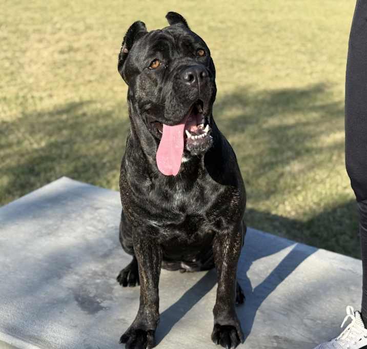 Photo of Nova
