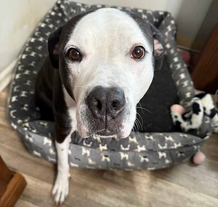 Photo of Sully