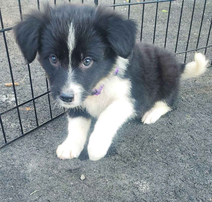 Photo of Noelle