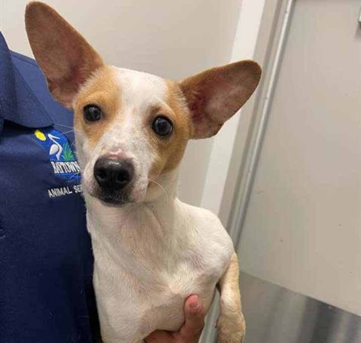 Photo of GINGER