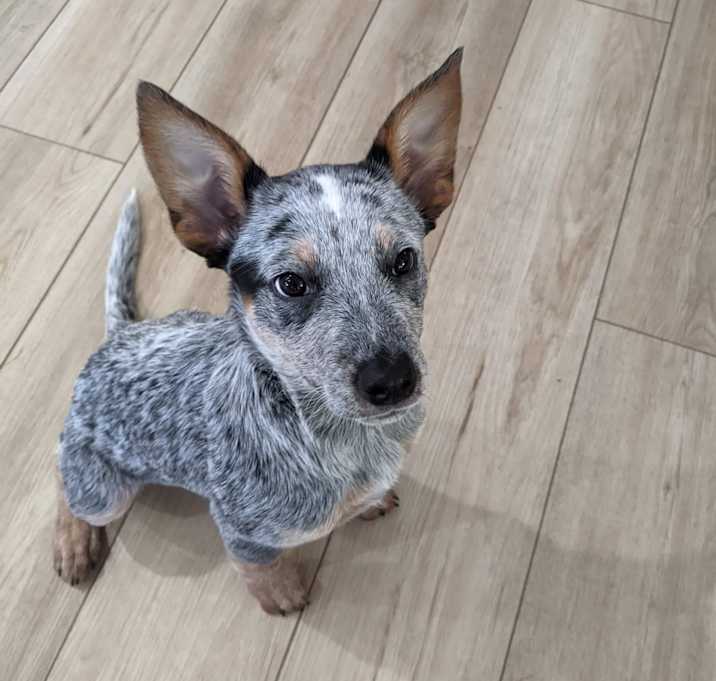 Photo of Pip