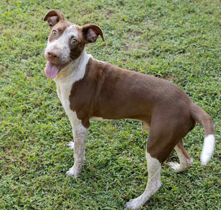 Photo of Duke