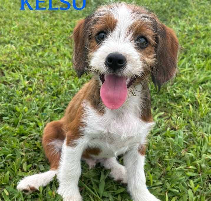 Photo of Kelso