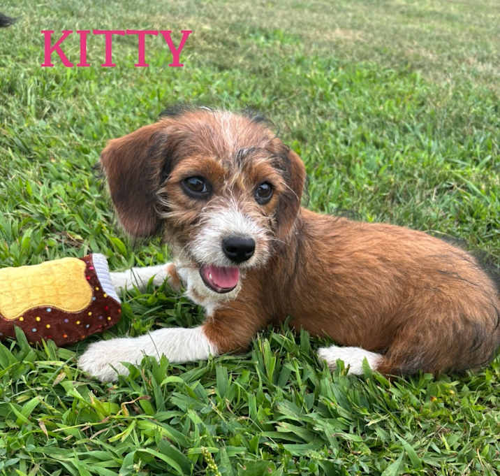 Photo of Kitty