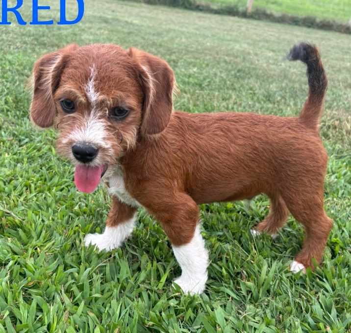 Photo of Red