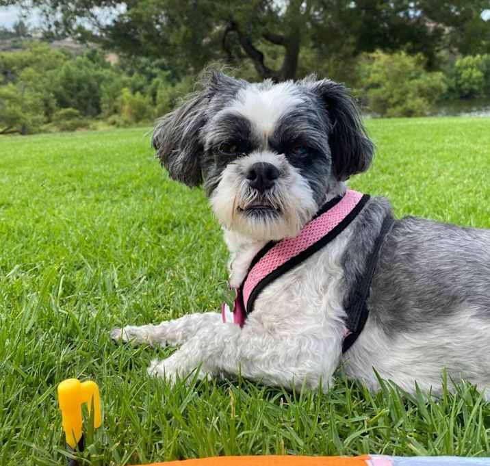 Photo of Annabelle