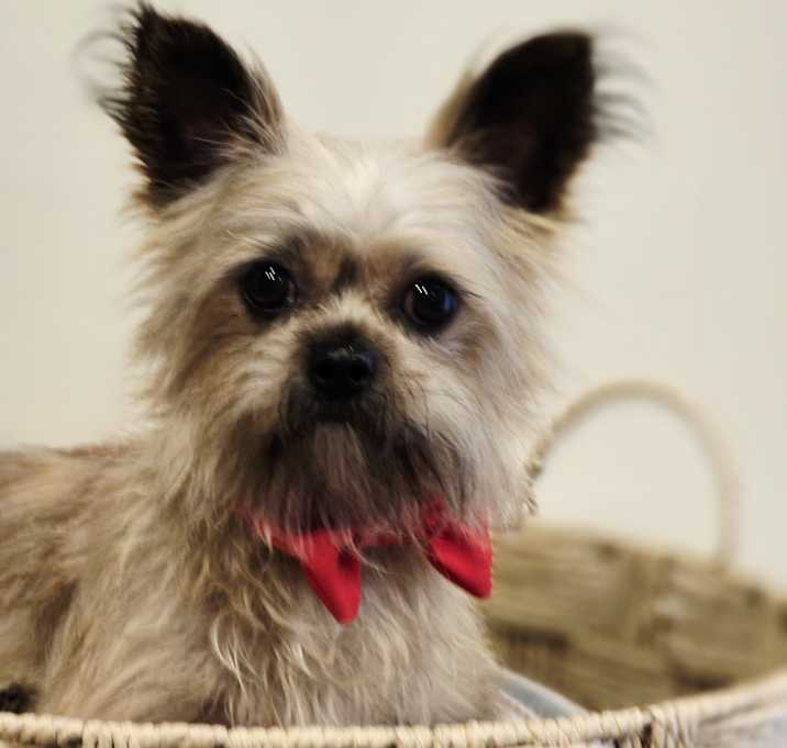 Photo of Chewy