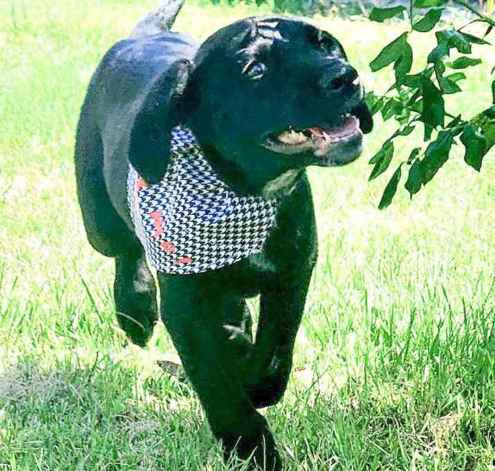 Photo of Raven