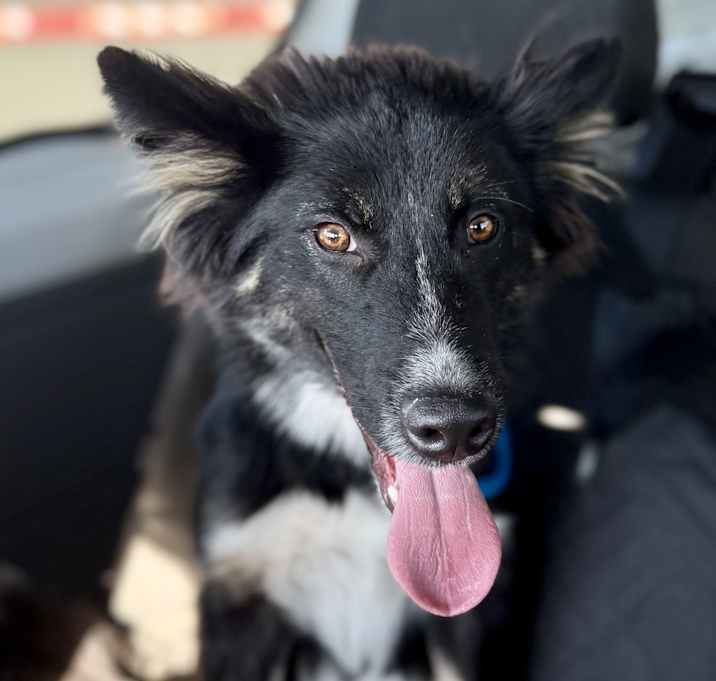 Photo of Watson
