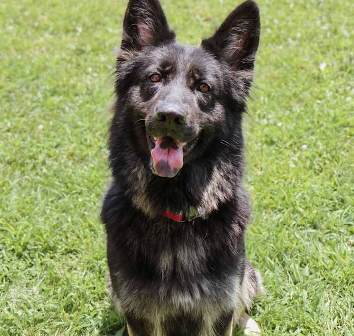 Photo of Luna