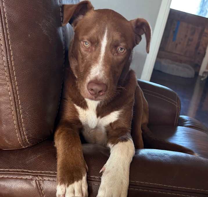 Photo of Kodi