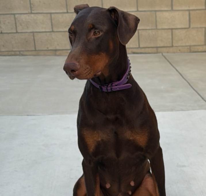 Photo of Harley