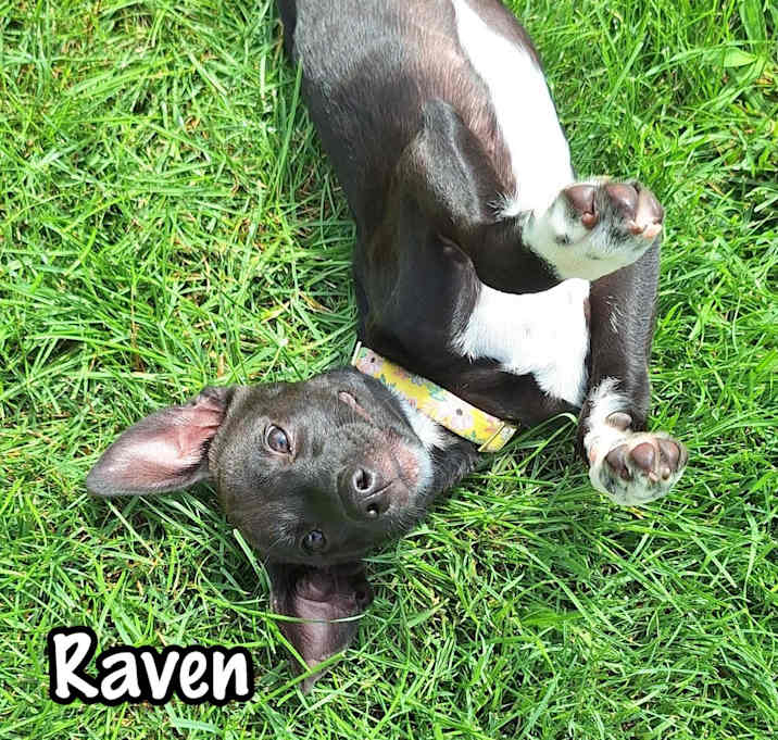 Photo of Raven