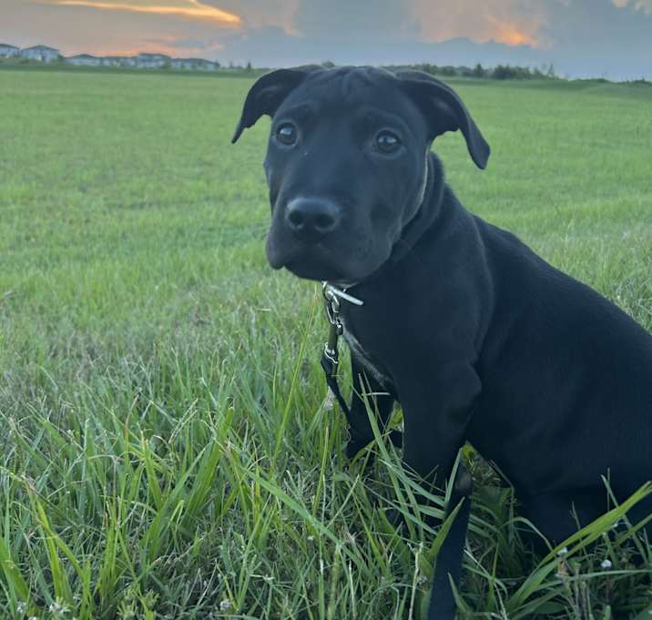 Photo of Oliver