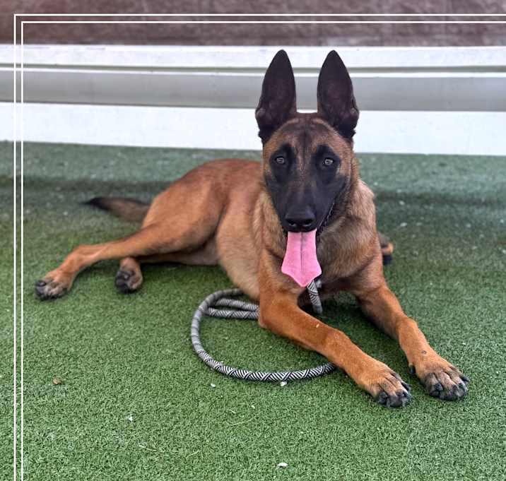 Photo of GUNNER