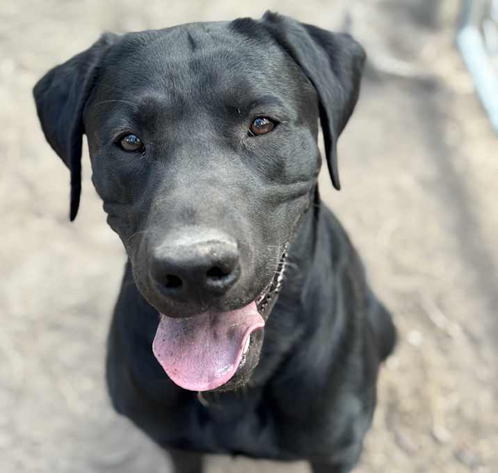 Photo of Trigger