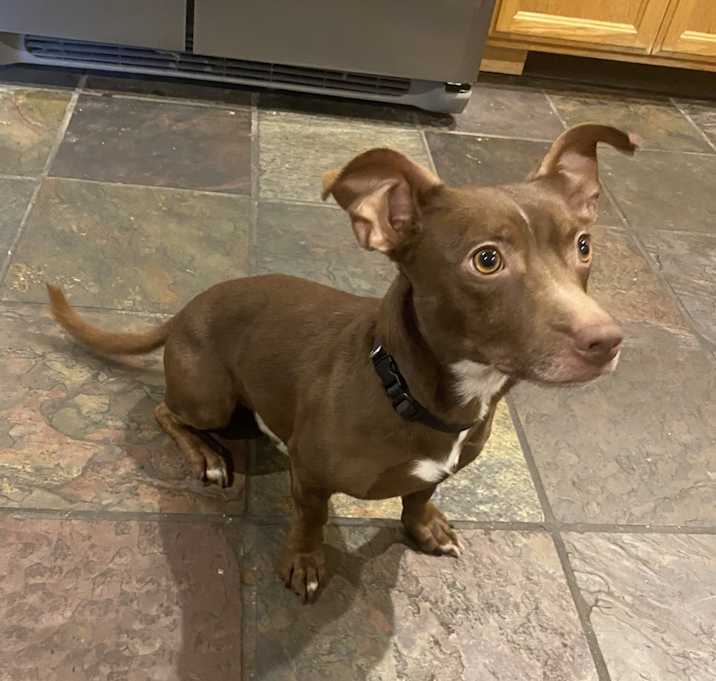 Photo of Dobby