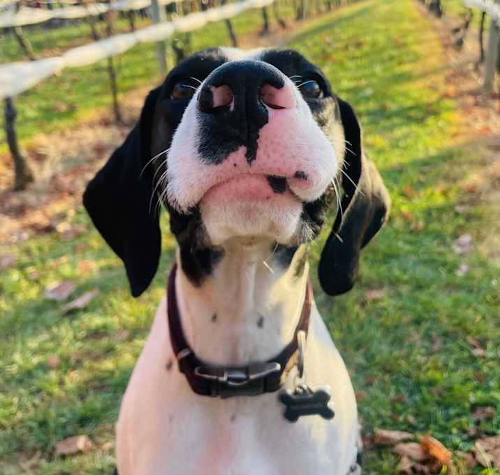 Photo of Darby