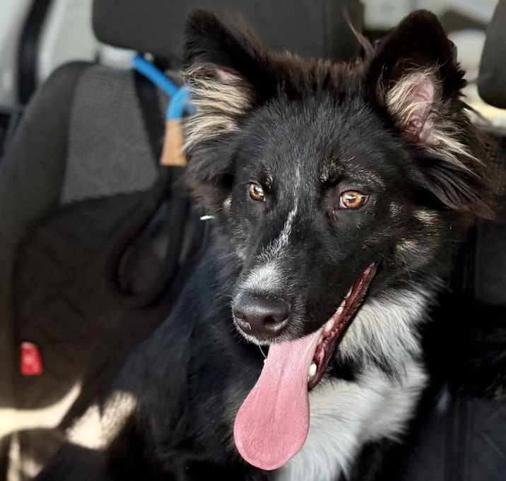 Photo of Watson
