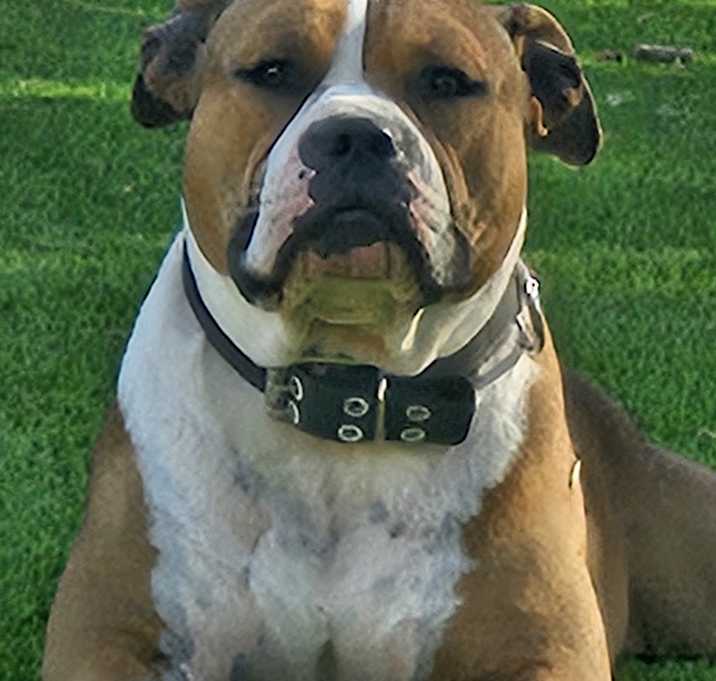 Photo of Rocky