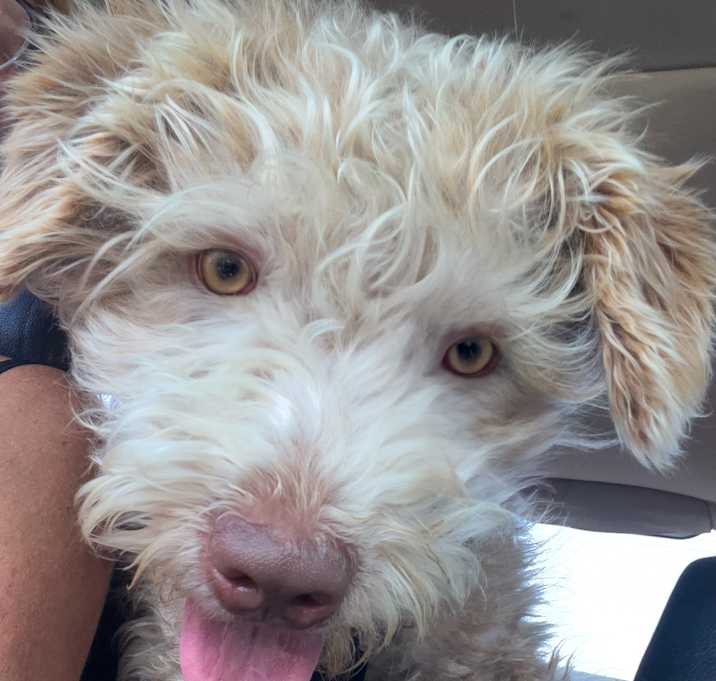 Photo of BUDDY