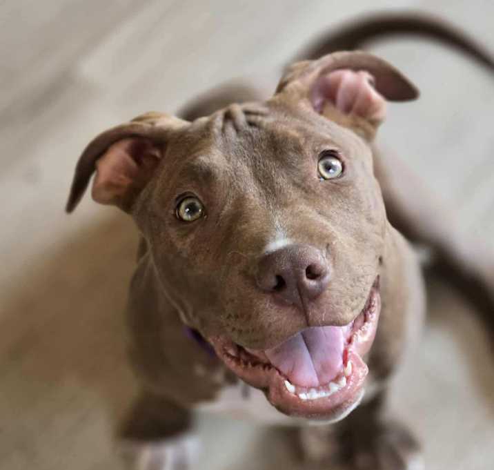 Photo of Dobby