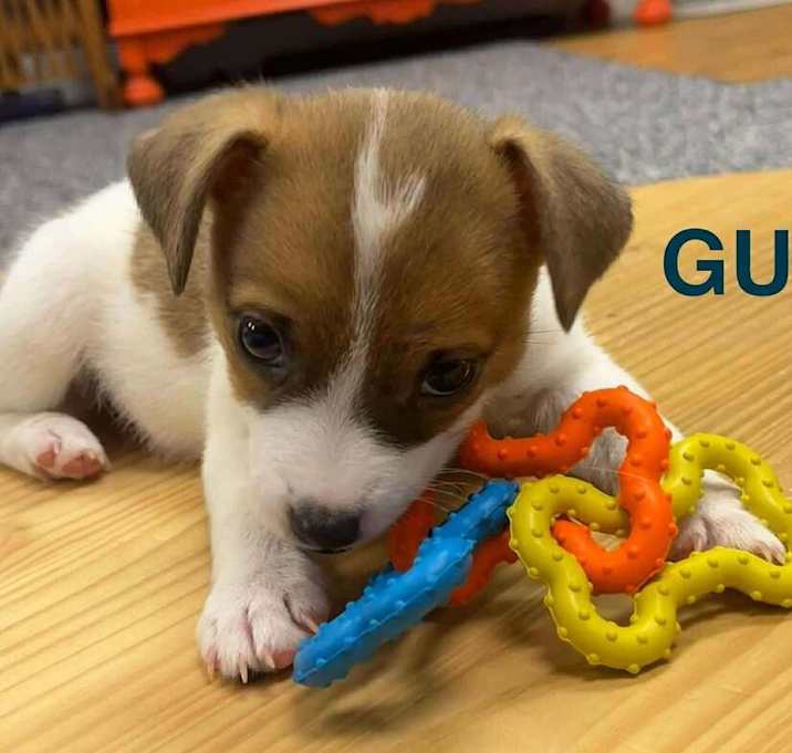Photo of Gus Gus