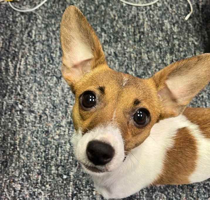 Photo of Bambi