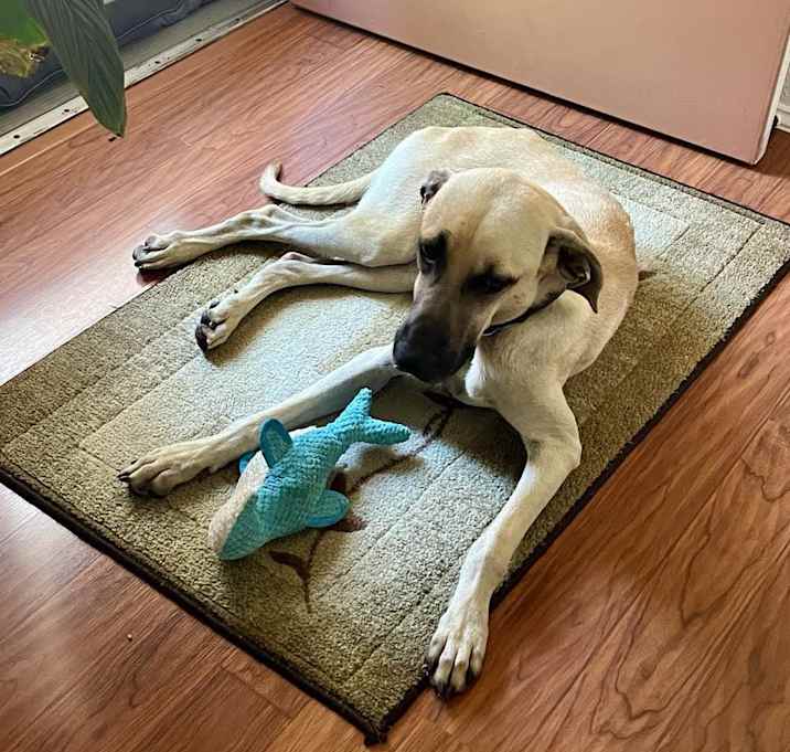 Photo of Gunner