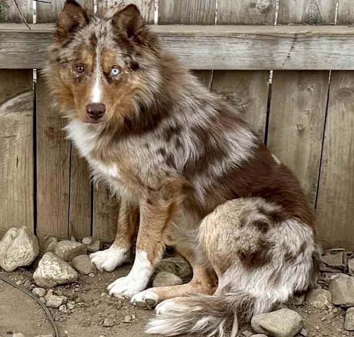 Photo of Chip