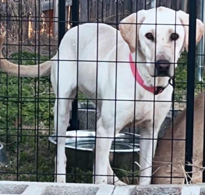 Photo of Sadie