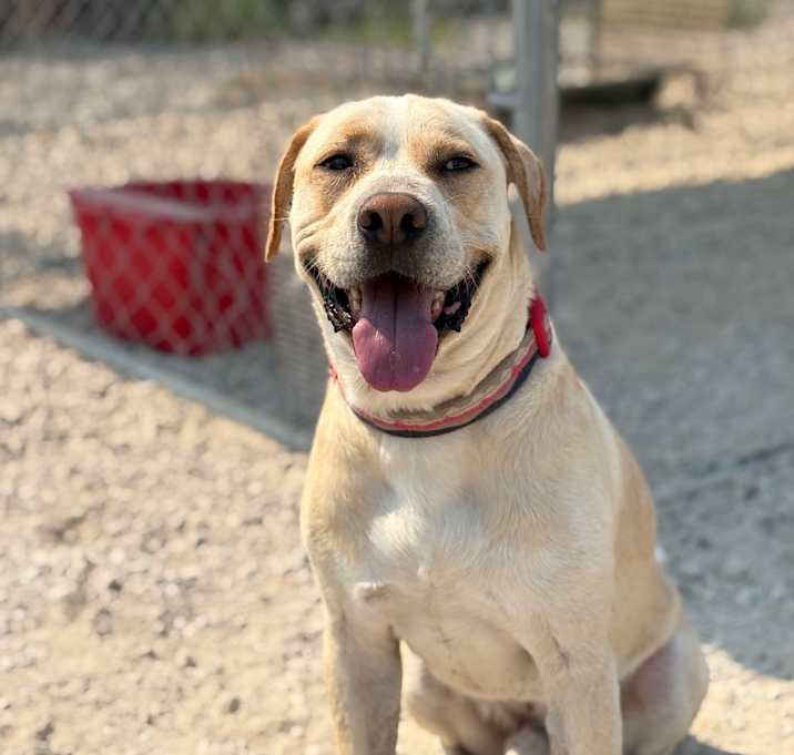 Photo of Brodie