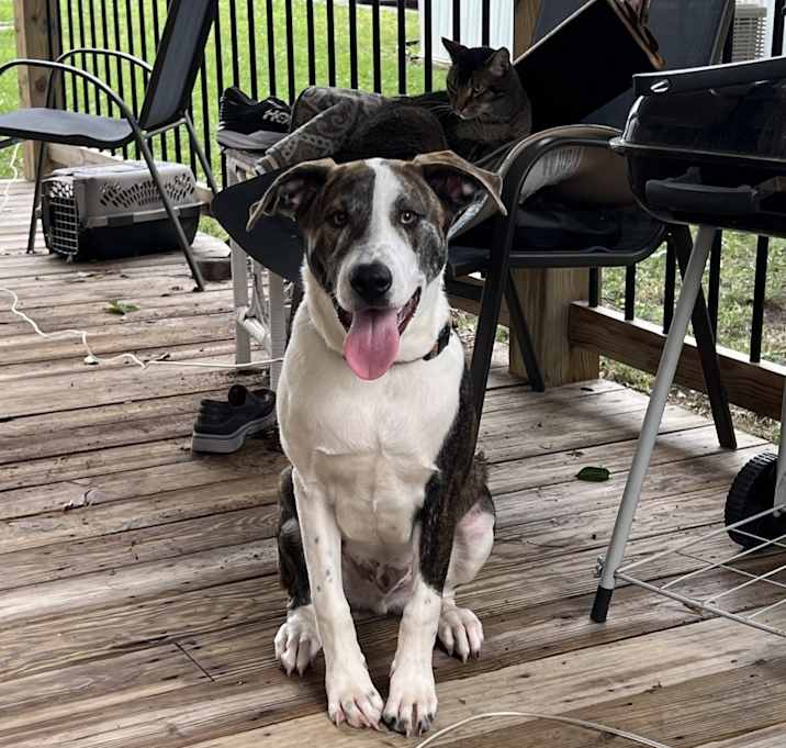 Photo of Koda