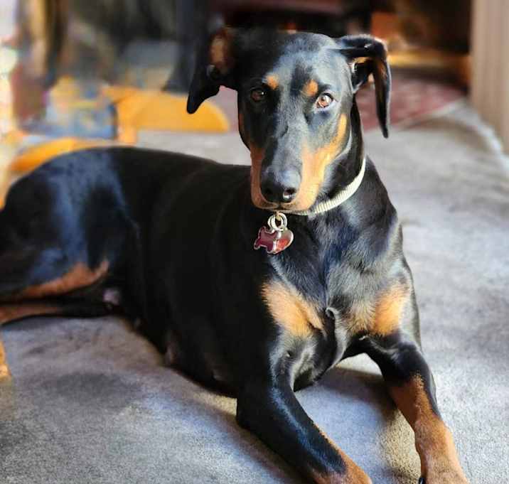 Photo of Darla