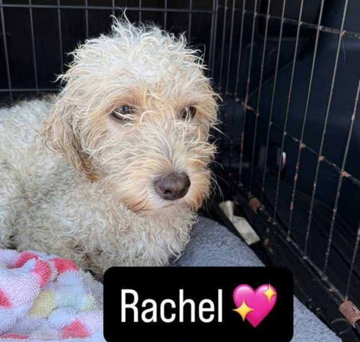 Photo of Rachel