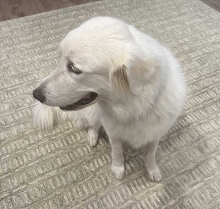 Photo of Marsha (Marshmello)