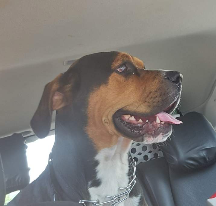 Photo of Rosco