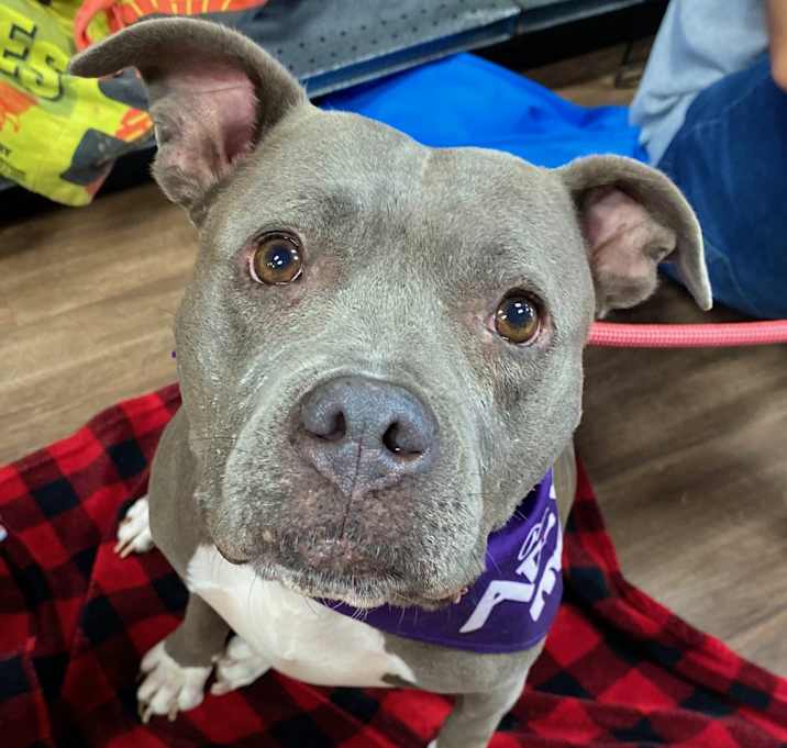Photo of Gracie