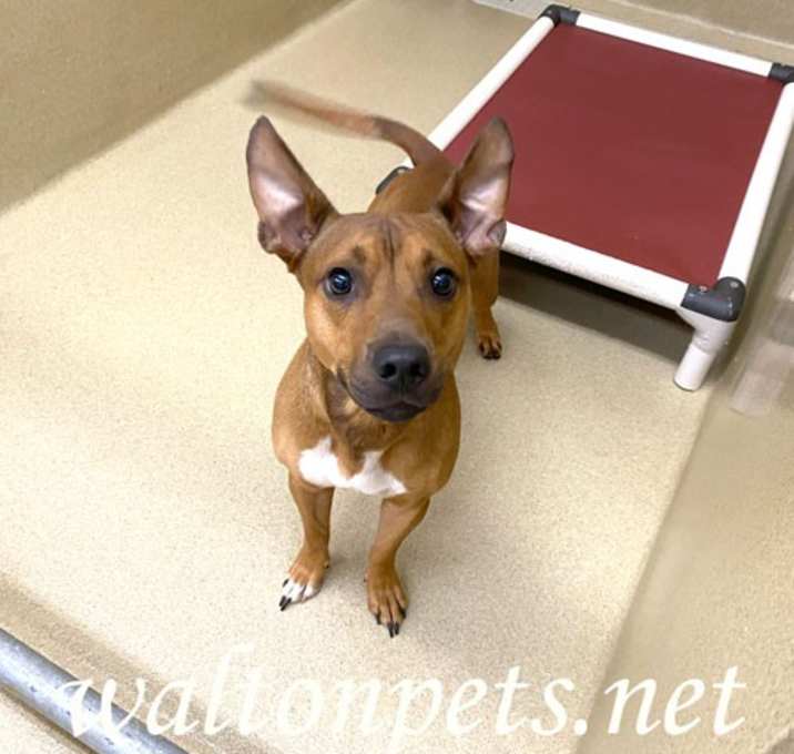 Photo of Tater #20041