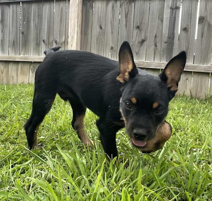 Photo of Y for : Yoda